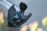PICTURES/La Jolla Cove - Cormorants & Pelicans/t_BC4.JPG